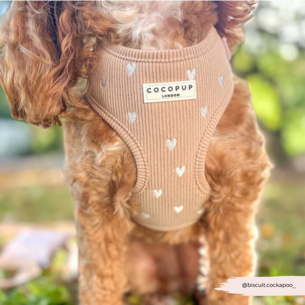 Adjustable Harness