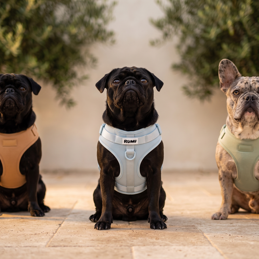 Glacier | The Everyday Harness