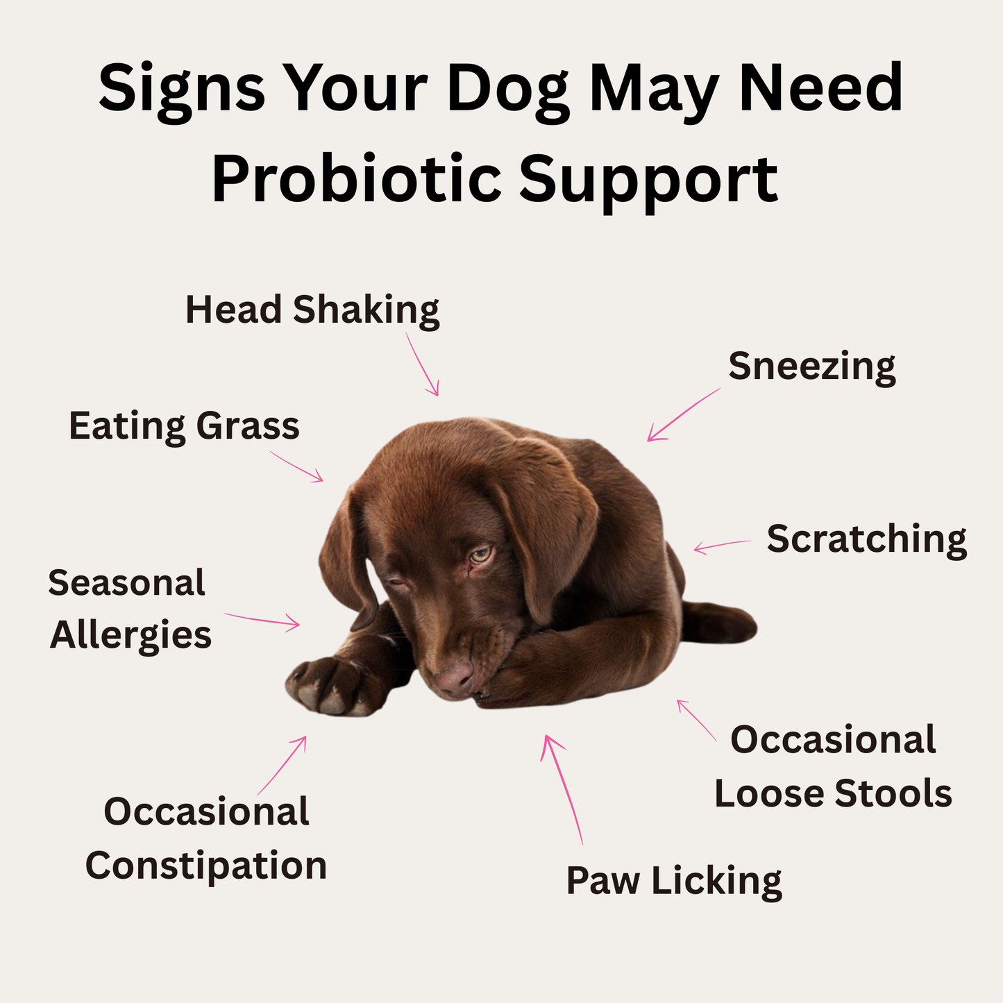 Probiotic Soft Chews