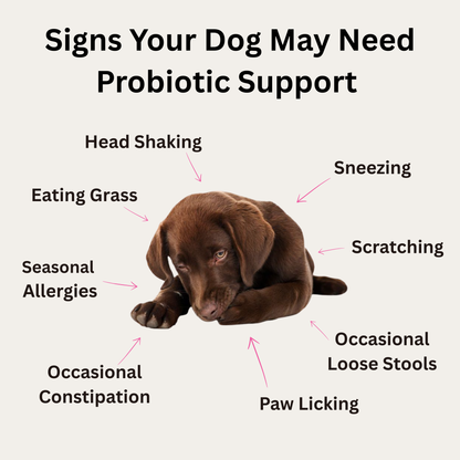 Probiotic Soft Chews