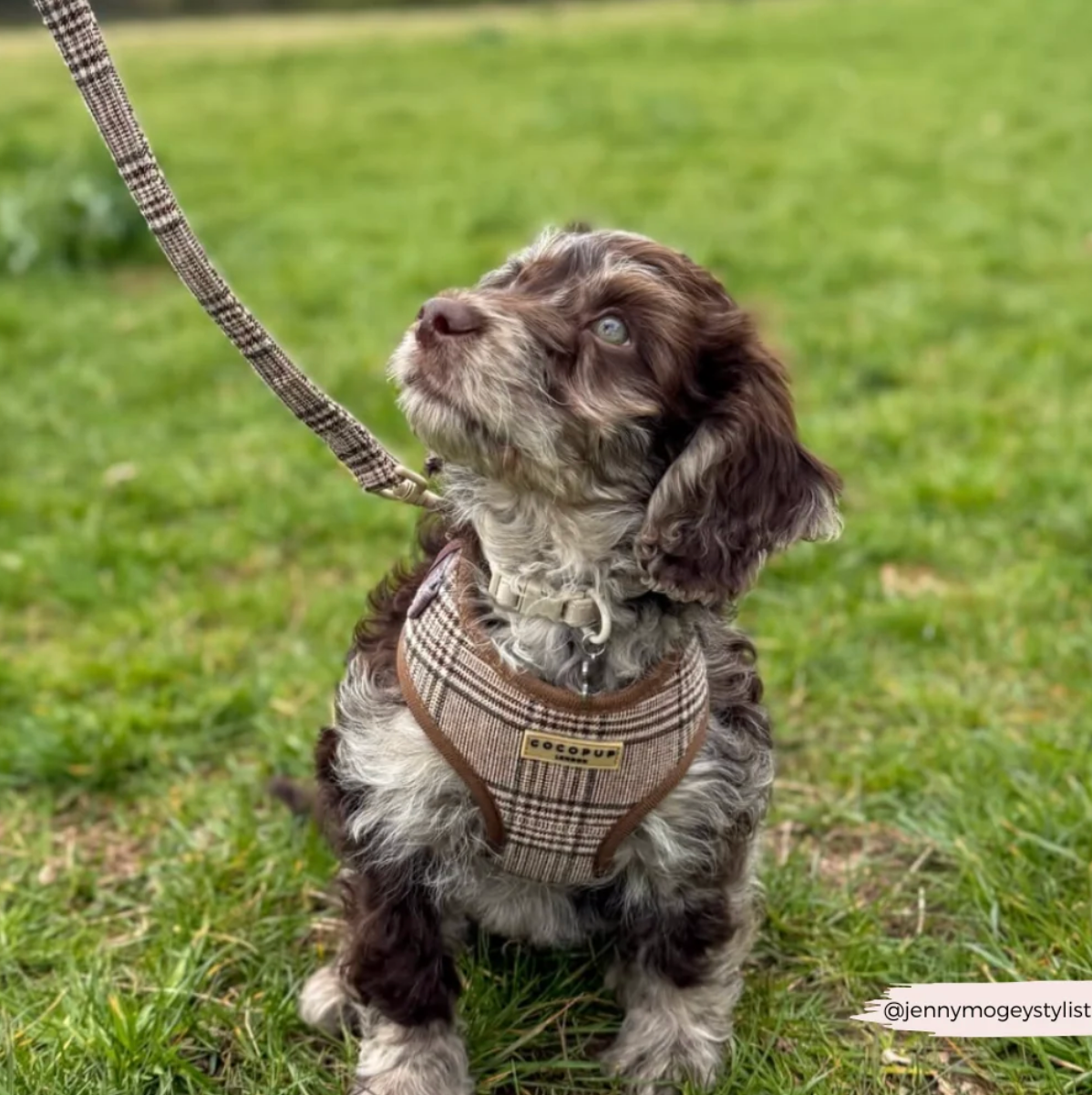 Adjustable Harness