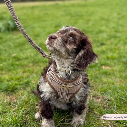 Adjustable Harness