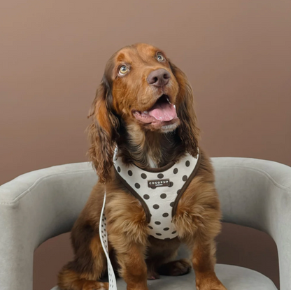 Adjustable Harness