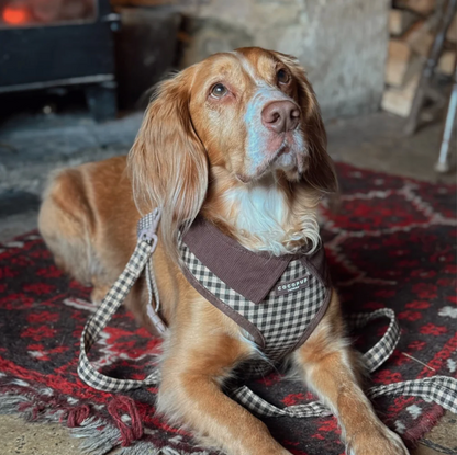 Adjustable Harness