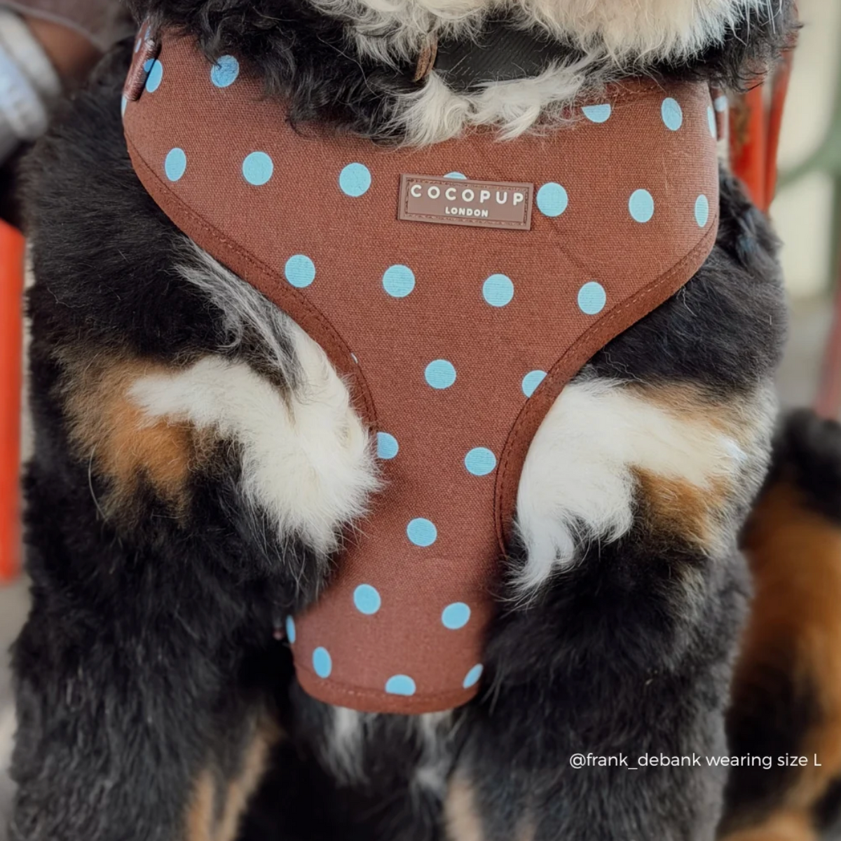 Adjustable Harness