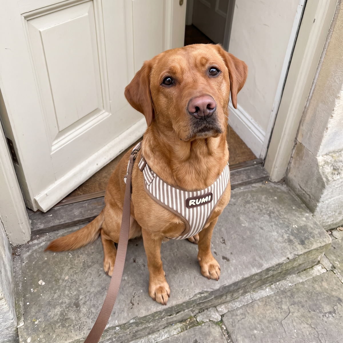 Linen Stripe | The Everyday Harness