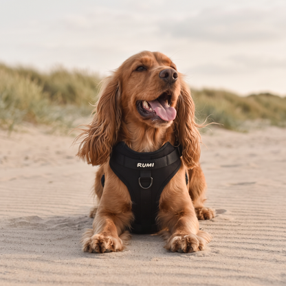 Liquorice | The Everyday Harness