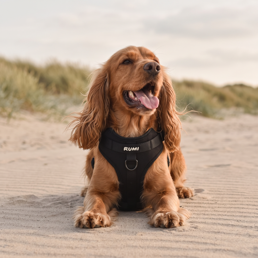 Liquorice | The Everyday Harness