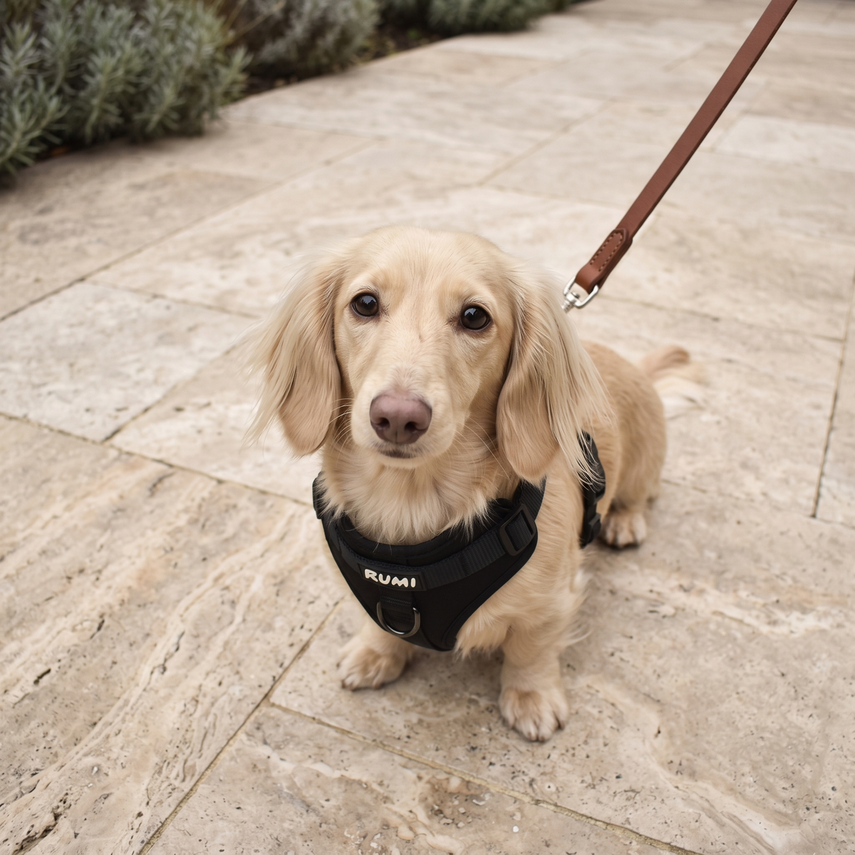 Liquorice | The Everyday Harness