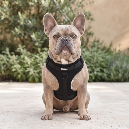 Liquorice | The Everyday Harness