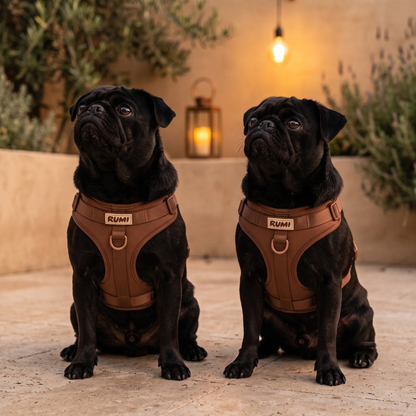 Praline | The Everyday Harness
