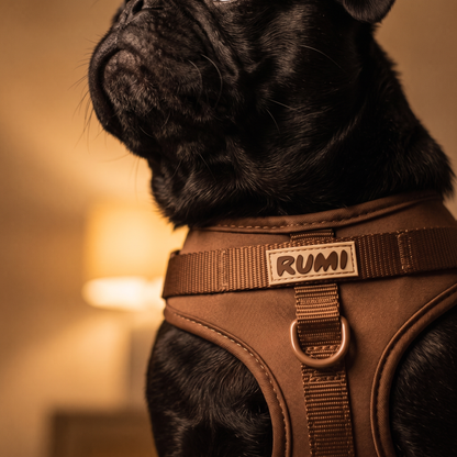 Praline | The Everyday Harness