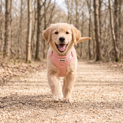 Marshmallow | The Everyday Harness