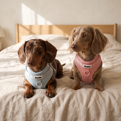 Glacier | The Everyday Harness