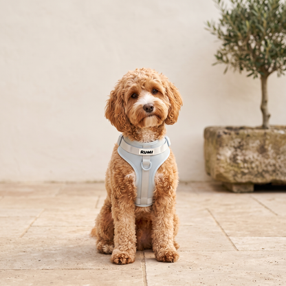 Glacier | The Everyday Harness
