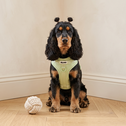 Pistachio | The Everyday Harness