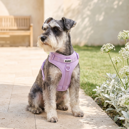 Lilac Sorbet | The Everyday Harness