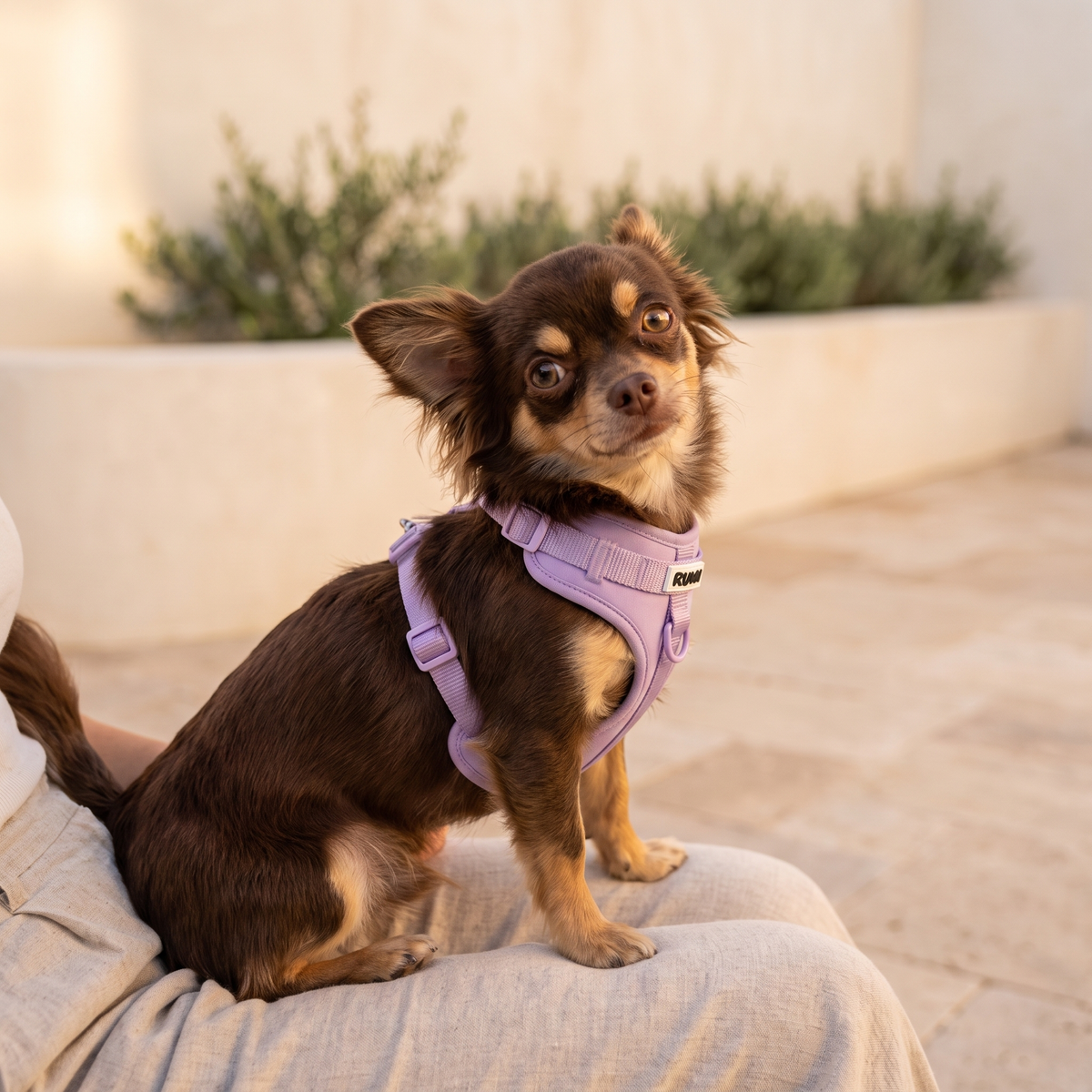 Lilac Sorbet | The Everyday Harness